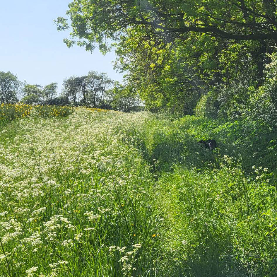 Farm Hedgerows